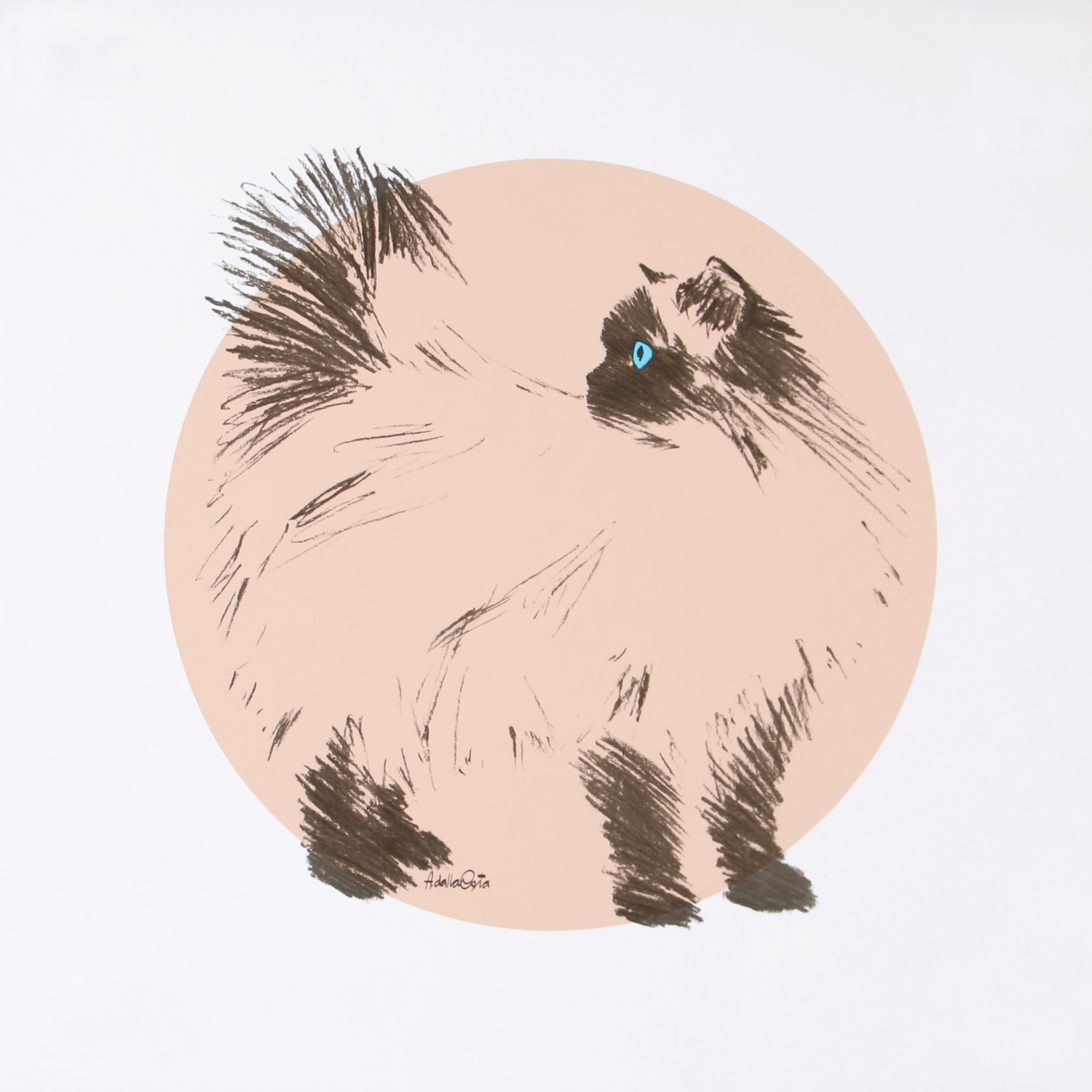 En vente :  CASSY IL GATTO
