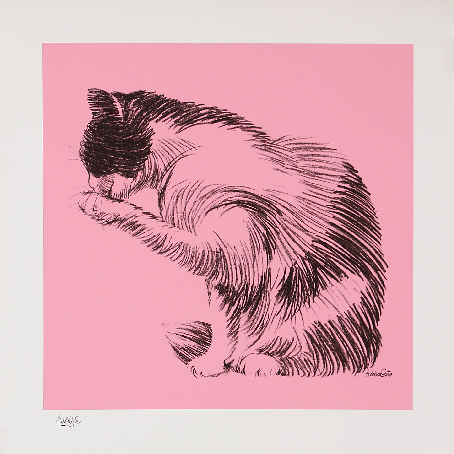 En vente :  ZUCCHERO. ROSA