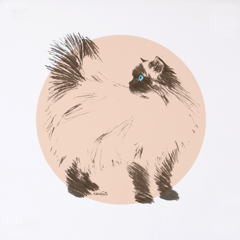 En vente :  CASSY IL GATTO