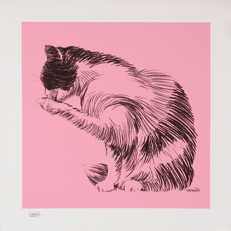 En vente :  ZUCCHERO. ROSA